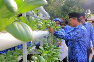 Sekda Kota Tangerang Panen Sayuran Pak Choi