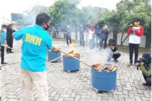 BNNP Banten Musnahkan Puluhan Kilogram Ganja