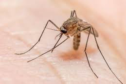 Waspada Malaria Disaat Pandemi Covid-19