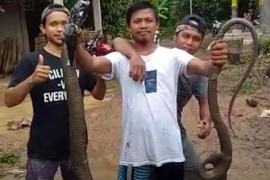 Selain Warga, King Cobra Ikut ‘Ngungsi’ dari Banjir Cilegon
