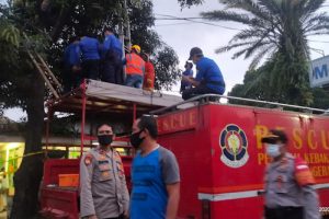 Pemborong Mangga Tewas di Atas Pohon