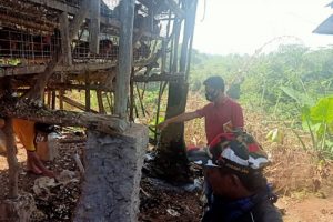 Berburu Tikus Pria Asal Pandeglang Tewas di Kandang Ayam