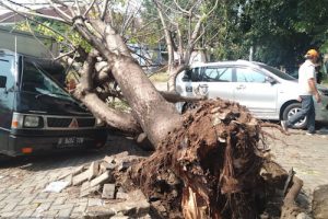 Pohon Tua Berumur Puluhan Tahun Roboh Timpa Lima Kendaraan