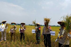 Polrestro Tangerang Kota Panen Raya Bareng Kelompok Tani