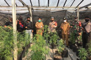 Babinsa Koramil 04 dan Polsek Ciledug Ungkap Ladang Ganja di Karang Tengah