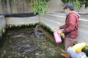 Kelompok Lele Bugel Bagus Bertahan di Tengah Pandemi