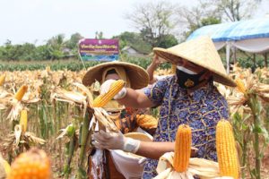 Bupati Tangerang Panen Jagung Hibrida dan Ikan di Sindang Jaya