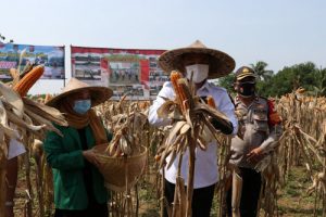 Wakil Bupati Tangerang Panen Raya Jagung Hibrida dan Ikan Lele