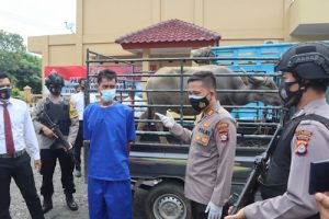Polsek Ciwandan Amankan Pelaku Pencuri Kerbau