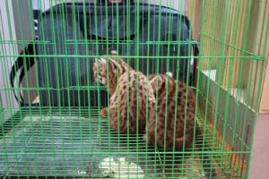 Ditreskrimsus Polda Banten Gagalkan Penjualan Satwa Dilindungi
