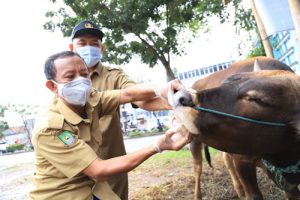Jelang Idul Adha Hewan Kurban di Kota Tangerang Diperiksa