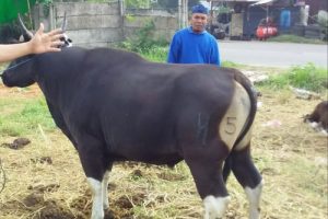 Sapi Bima Jadi Primadona di Jabodetabek