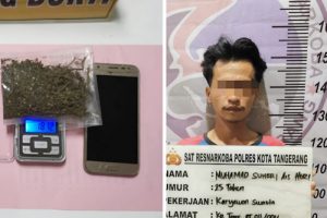 Ganja di Gantung Belakang Rumah MS Ditangkap
