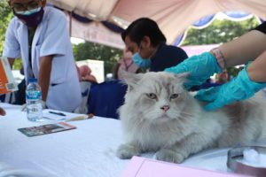 Hari Rabies Sedunia Pemkab Tangerang Vaksinasi Gratis Hewan