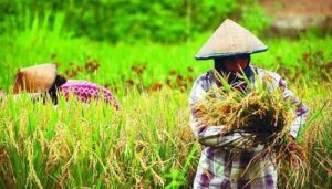 Sektor Pertanian Kabupaten Tangerang Tumbuh Positif Dimasa Pandemi
