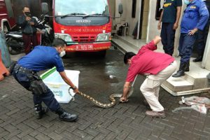 Waspada Ular Bermunculan di Musim Hujan