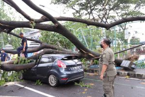 Pemkot Tangerang Reaksi Cepat Tangani Pohon Tumbang