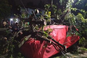 Tim DLHK dan BPBD Evakuasi Pohon Tumbang di Tigaraksa dan Kelapa Dua