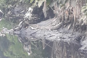 Pencarian Buaya di Kali Cirarap Dihentikan Sementara