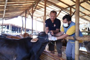 Waspada Wabah PMK DKP Perketat Pemeriksaan Kesehatan Ternak Sapi