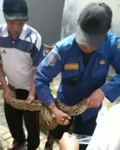 Ular Sanca Tiga Meter Di Plafon Rumah Dievakuasi Pos BSD