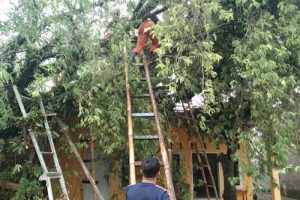 BPBD Kabupaten Tangerang Bersihkan Pohon Tumbang di Cukanggalih