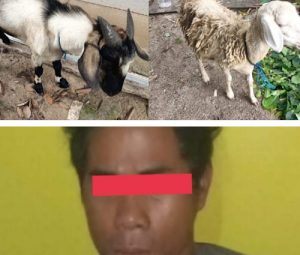Spesialis Pencuri Kambing Diringkus Reskrim Polsek Tigaraksa