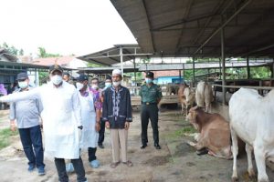 Bupati Tangerang Pantau Penggemukan Sapi Jelang Idul Adha