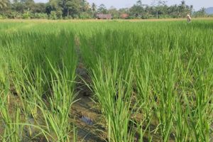  Kabupaten Serang Produksi Beras Nutri Zinc