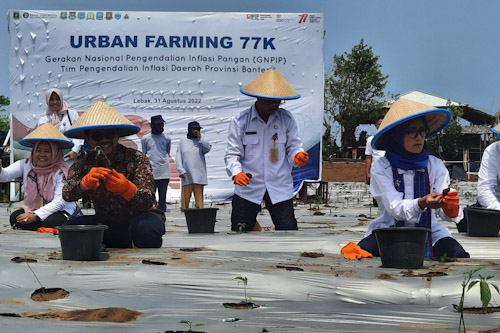 Antisipasi Gejolak Harga Cabe, TPID Banten Lakukan Gerakan Tanam Cabe