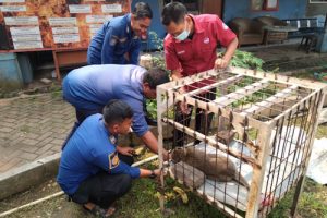 BPBD Kabupaten Tangerang Serahkan Satu Monyet Ke BKSDA Jakarta