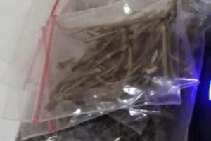 Bawa Ganja EK Diamankan Satresnarkoba Polres Lebak