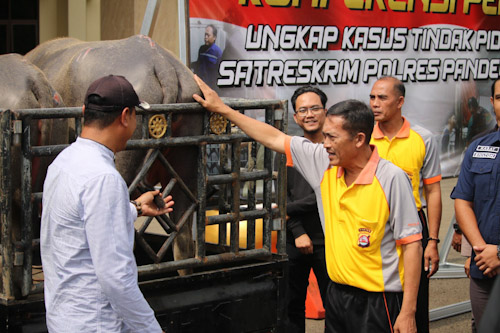 Curi Kerbau, Dua Pria Dibekuk Satreskrim Polres Pandeglang