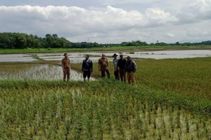 Ratusan Hektar Sawah Di Kabupaten Tangerang Puso