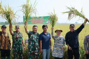 Panen Raya Di Desa Laban Sukses
