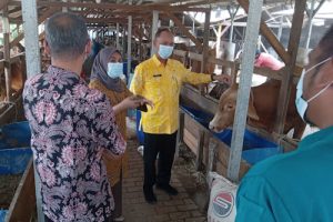 DKPP Pastikan Hewan Qurban di Kabupaten Serang Sehat