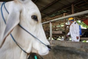 Pemkab Tangerang Siagakan Dokter Hewan Antisipasi Antraks