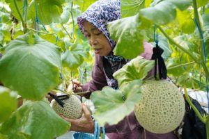 Dompet Dhuafa Gelorakan Budaya Berwakaf dan Alirkan Manfaat Melalui Panen Raya Greenhouse