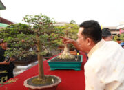 Festival Bonsai 2024 Tangerang Diadakan di GTG