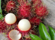 Mau Tau Rambutan yang Punya Sertifikat, Ini Dia