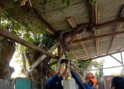 Musim Penghujan, BPBD Kota Tangerang Imbau Masyarakat Waspada Hewan Liar