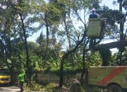 Pohon Tumbang di Tiga Titik Berhasil Ditangani