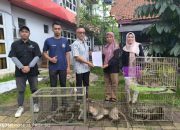 BPBD Kabupaten Tangerang Serahkan Enam Ekor Monyet ke BKSDA