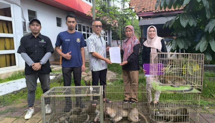 BPBD Kabupaten Tangerang Serahkan Enam Ekor Monyet ke BKSDA