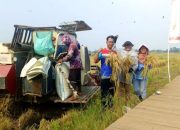 Lakukan Inovasi Produksi Pangan, PGN-BRI Sukses Panen Perdana 116 Ton Padi Biosalin