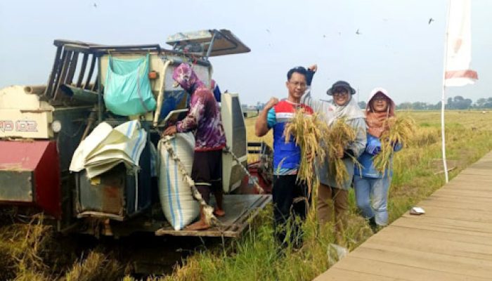 Lakukan Inovasi Produksi Pangan, PGN-BRI Sukses Panen Perdana 116 Ton Padi Biosalin