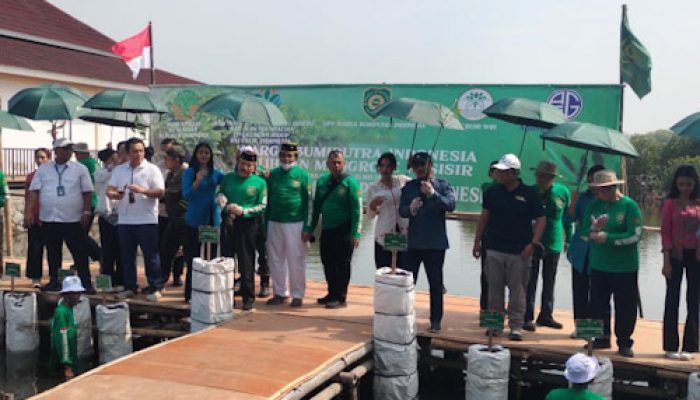 Dahsyat, 1,1 Juta Hektare Lahan Mangrove Di Indonesia Lenyap