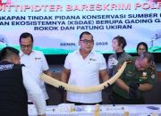Dittipidter Bareskrim Gagalkan Penyelundupan Gading Gajah