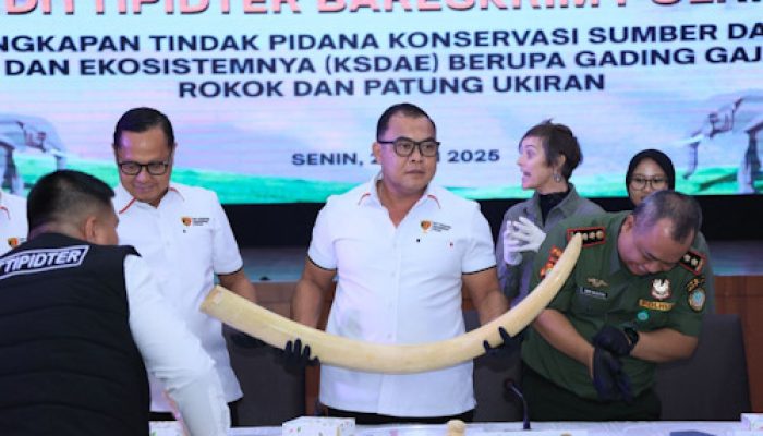 Dittipidter Bareskrim Gagalkan Penyelundupan Gading Gajah