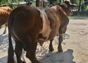 Ini Dia Sapi Kurban Prabowo di Indragiri Hulu